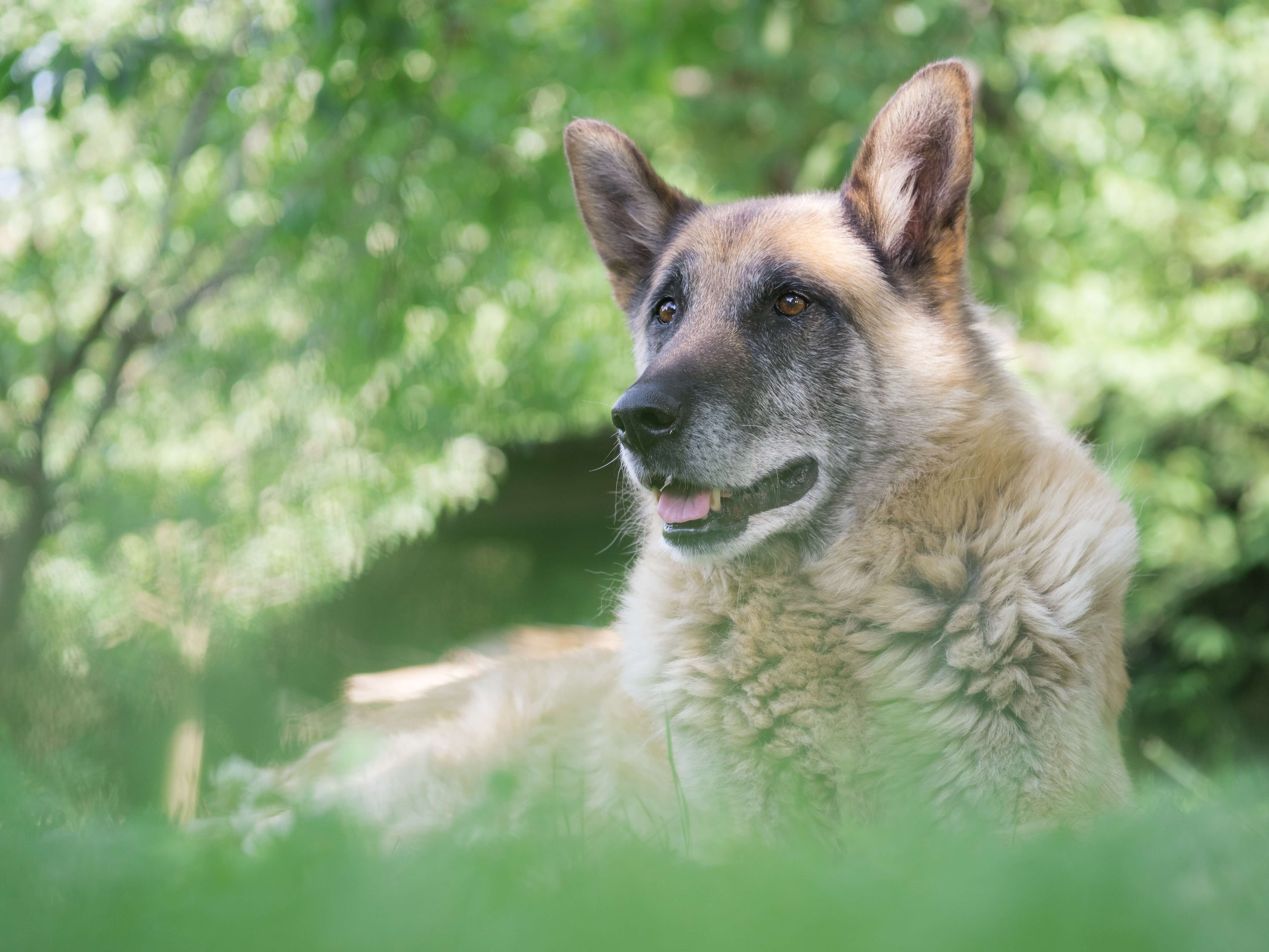 4 Tips to Help Your Senior Dog Stay Mobile