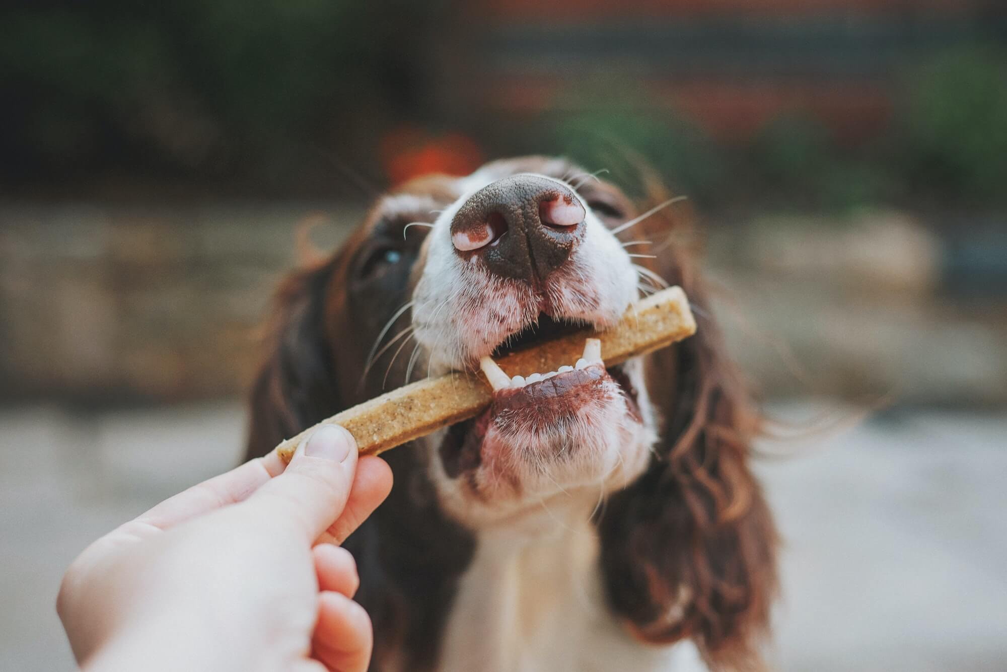 Keep Your Pup's Digestive System Happy and Healthy