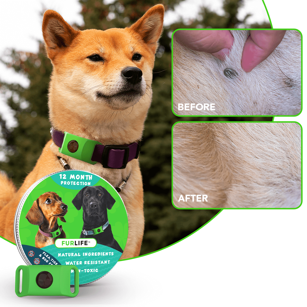 FurLife™ 12 Months Flea and Tick Pendant